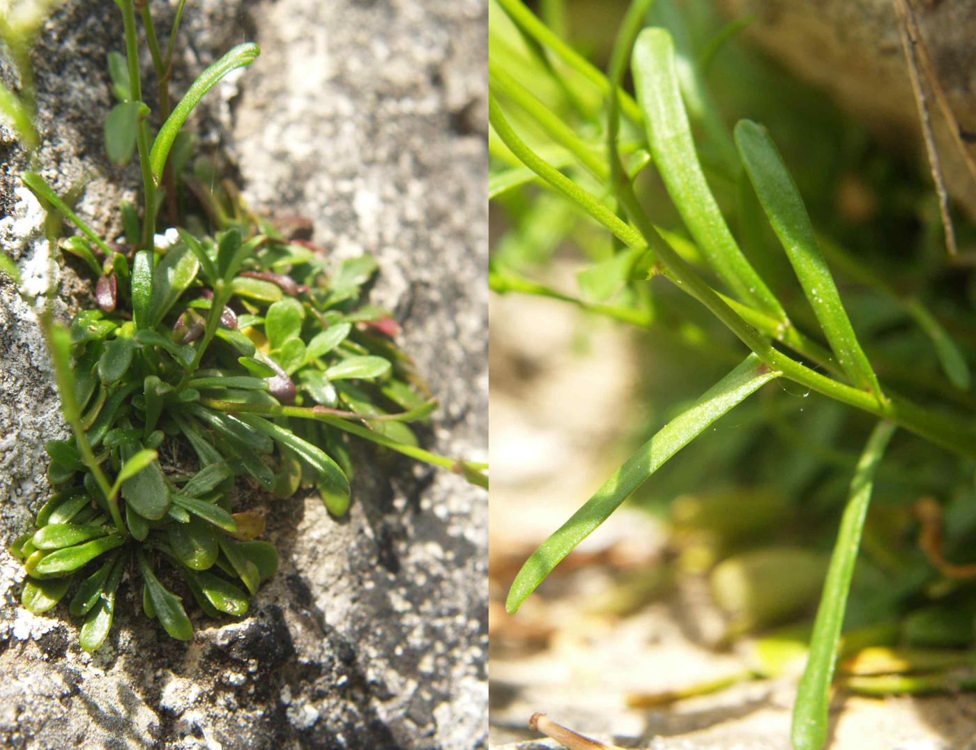 Kernera leaf